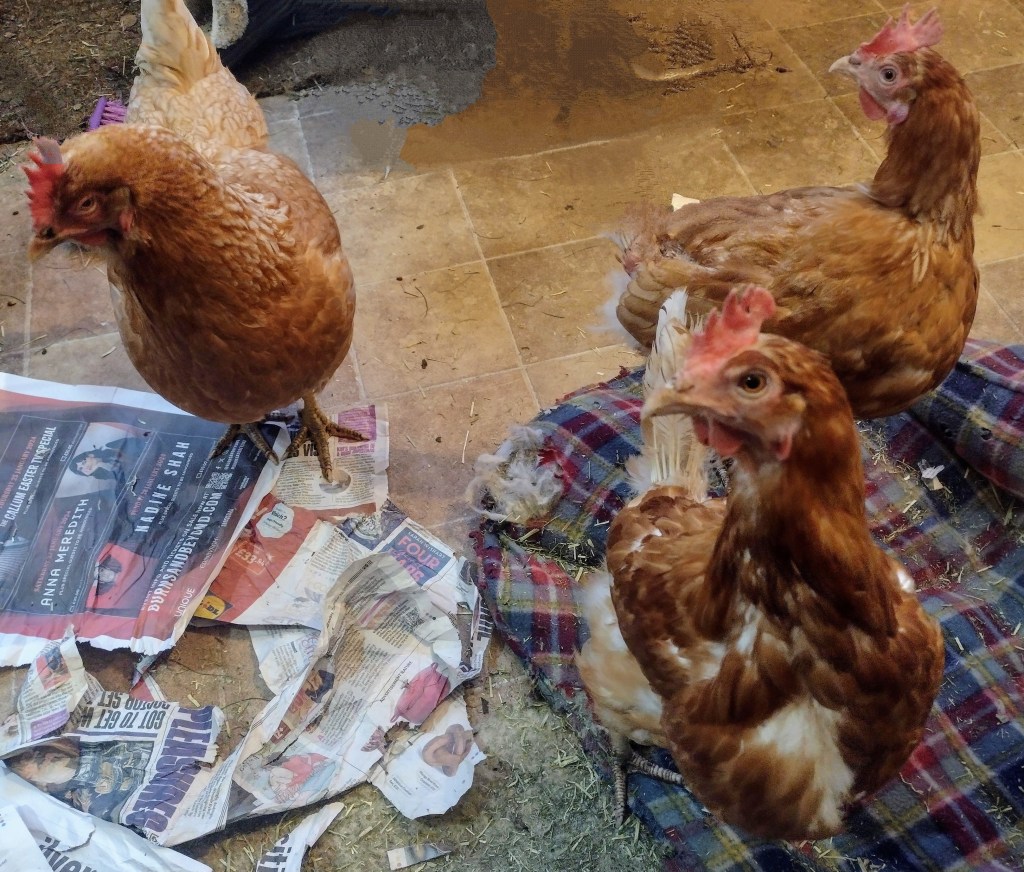 Three chickens gathered in a kitchen. Two on the right are skinny and scruffy. They are both eyeing the camera thoughtfully. The chicken on the left is the chicken in the left hand picture. She is standing and eyeing the other two chickens with concern.