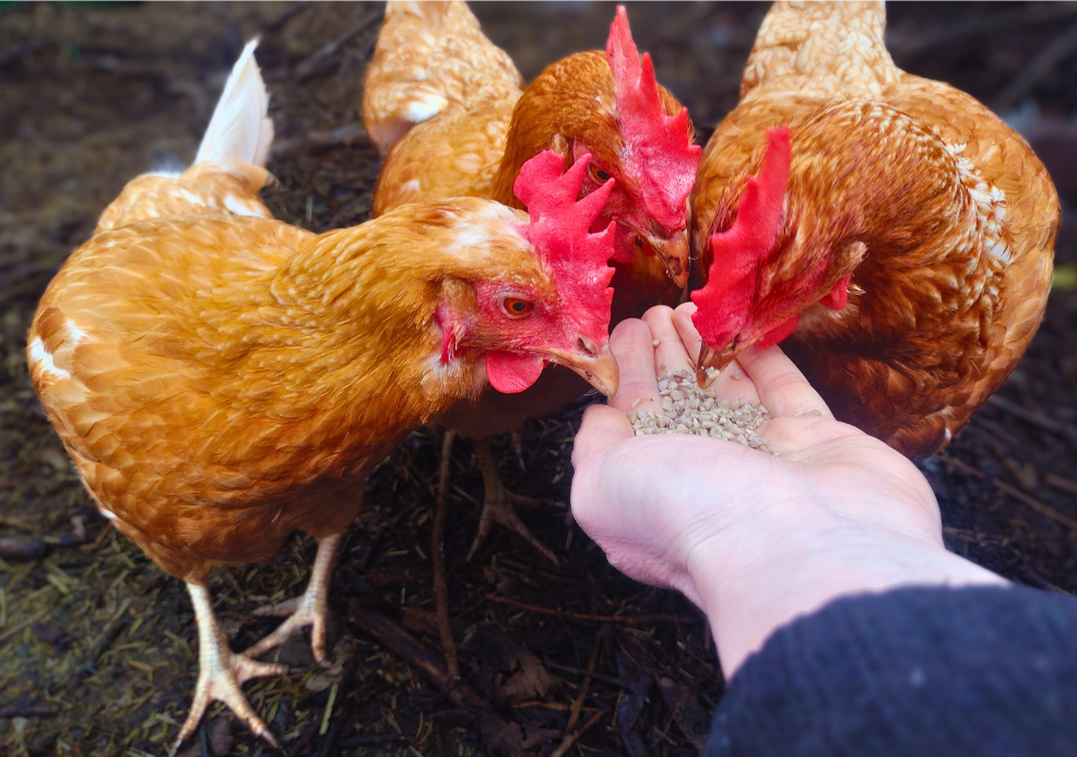 Three brown hens pecking sunflower seeds from a person's hand.
