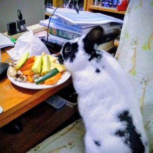A black and white rabbit, sitting on an armchair, helping himself to his human carer's salad.